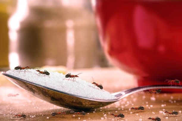 istock ant over sugar spoon, ant alone in the kitchen, mixer ant 1334455914