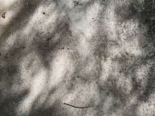 istock Tree shades falls on grunge rough background 1334455976