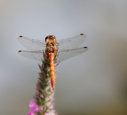 Tot 35-44mm, Ab 20-30mm, Hw 24-30mm.
One of the larger Sympetrum species. In the field, males may be noticed because they seldom become as deeply red as other species and have a rather parallel-sided abdomen.
Habitat: Wide range of places, especially preferring warm, stagnant waters. These are often shallow and bare, this species being a pioneer of newly created ponds. Occasionally in flowing or brackish water.
Flight Season: May be seen all year in the Mediterranean. In Northern Europe, appears from early June, becoming abundant in July and flying into November. One of the last dragonflies to be encountered in autumn.
Distribution: Common in most of our area, becoming less common relative to S. vulgatum in a north-easterly direction. Extends to Japan. Migrations are often seen and are sometimes massive.

This is a common Species in the Netherlands.