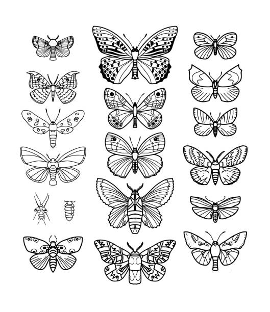 4,077 Cartoon Of Butterfly Outline Stock Photos, Pictures & Royalty-Free  Images - iStock
