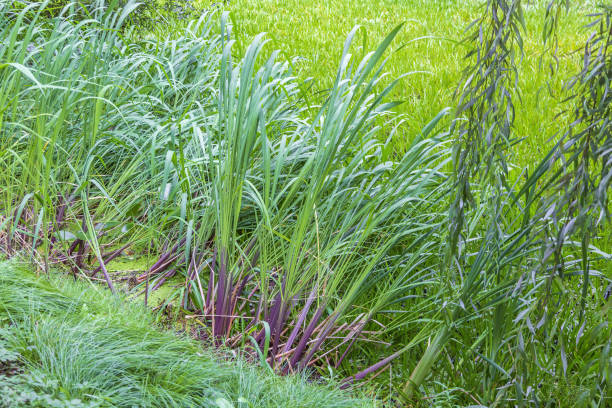 Green reeds in a pond with duckweed on a sunny day Reeds and sedge in the water of a small pond with duckweed on a sunny summer day sedge stock pictures, royalty-free photos & images