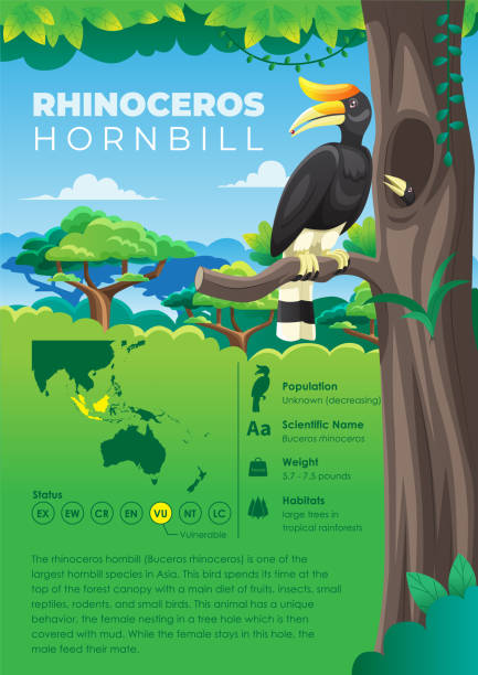 Animal Infographic Series - Rhinoceros Hornbill Animal Infographic Series - Rhinoceros Hornbill hornbill stock illustrations