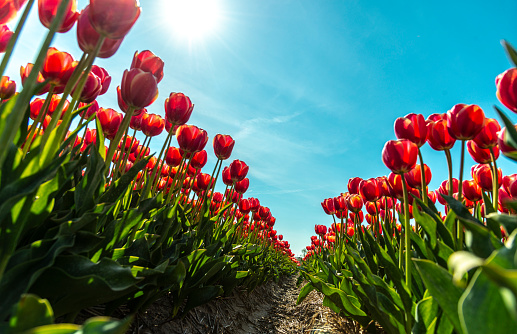 low angle view on red tulips in flower field in the spring, Netherlands, at a clear sunny sky.