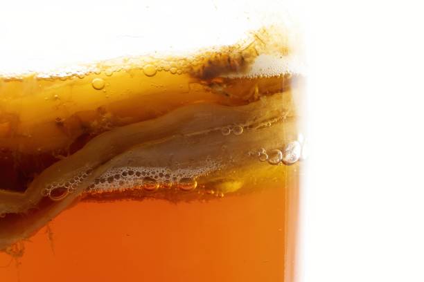 Anaerobic fermentation process of black tea kombucha, the CO2 gas bubbles that are produced are observed