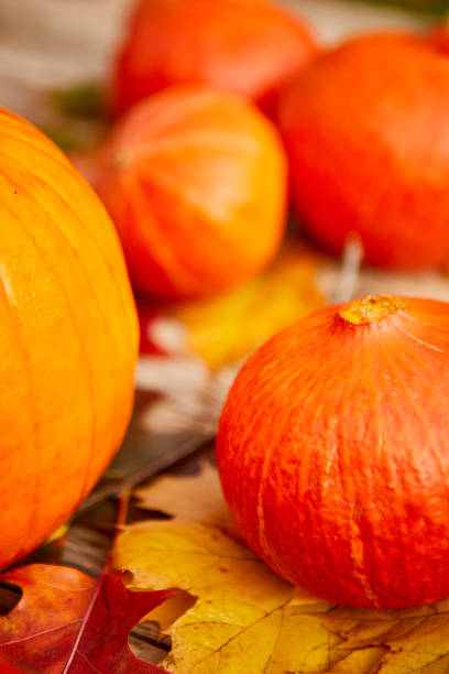 istock Still life harvest decoration for Thanksgiving 1334461447