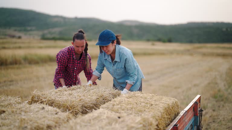 Two female farmers carrying and loading hay bale on tractor trail in farm field