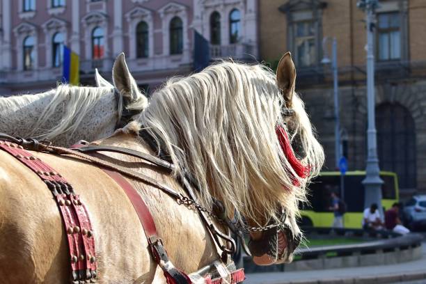 istock Horses for riding city excursions 1334464375
