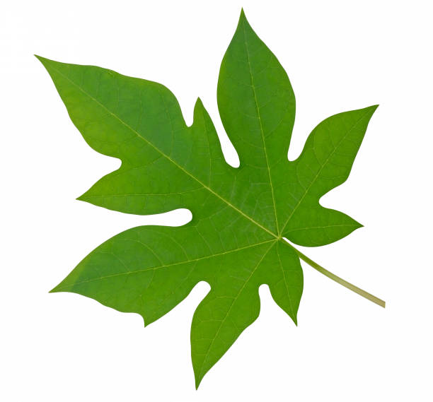 istock Papaya leaf isolated on white background 1334464517