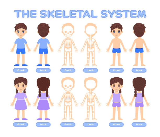 Isolated Cute Little Boy, Girl and Human Skeletal System in Colorful Cartoon style. Skull, Scapula, Pelvis Front Back View. Poster, Image for Medical Games, for Studying Anatomy with Children. Vector Isolated Cute Little Boy, Girl and Human Skeletal System in Colorful Cartoon style. Skull, Scapula, Pelvis Front Back View. Poster, Image for Medical Games, for Studying Anatomy with Children. Vector kid body parts stock illustrations