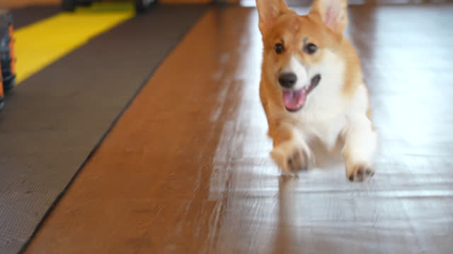 Baby Welsh Corgi play and run at the indoor playground in slow motion