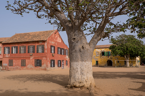 Square and tree in the urban center of Goree Island in Dakar, Senegal