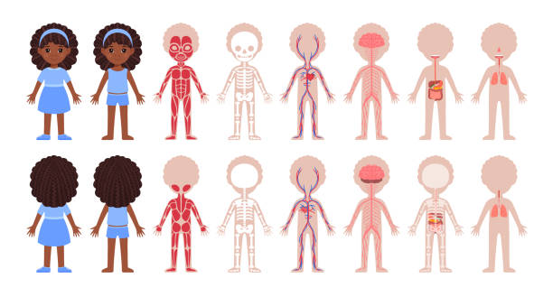 stockillustraties, clipart, cartoons en iconen met set of human systems in a cartoon style. the muscular, skeletal, circulatory, nervous, digestive, respiratory systems. black girl and anatomy. illustration for medical design and children's education. - neurology child
