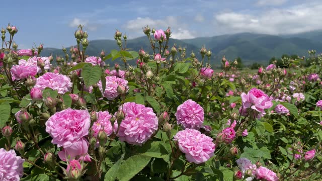 4k Crimean pink Damask oil rose bush closeup on mountain background, local focus