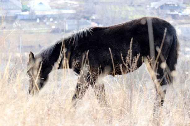 cavallo nero sporco che pascola su un pascolo rurale - lost horse valley foto e immagini stock