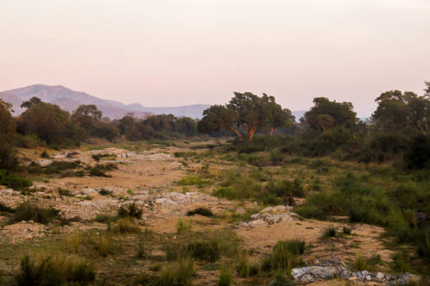 이른 아침 브러쉬의 드라이 리버 베드 - kruger national park sunrise south africa africa 뉴스 사진 이미지