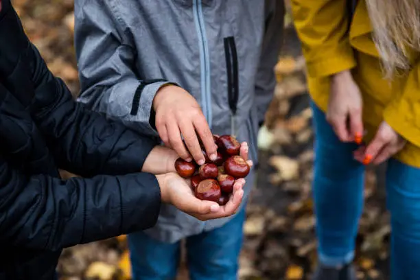 A close-up shot of two unrecognizable young boys and a mother standing with their hands cupped, they are holding conkers they have collected from the autumn grounds of a public park.