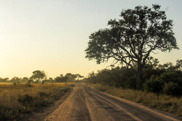 mañana safari drive - provincia de mpumalanga fotografías e imágenes de stock