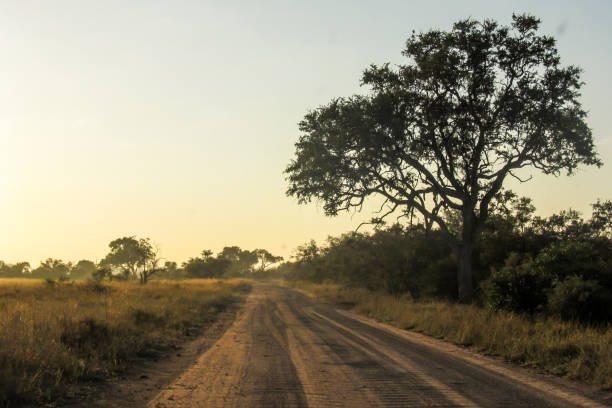 Morning Safari Drive A dirt road, going through the wooded savannah in the morning in the Kruger National Park, South Africa, in the golden morning light. The Kruger National Park is the most famous of all South Africa's national parks. It was first proclaimed in 1898 as the Sabie Game Reserve, making it the oldest nature reserve in Africa and second oldest in the world. In 2002 it merged with the Limpopo Park in Mozambique forming a transfrontier park, becoming the largest park in Africa. bushveld photos stock pictures, royalty-free photos & images