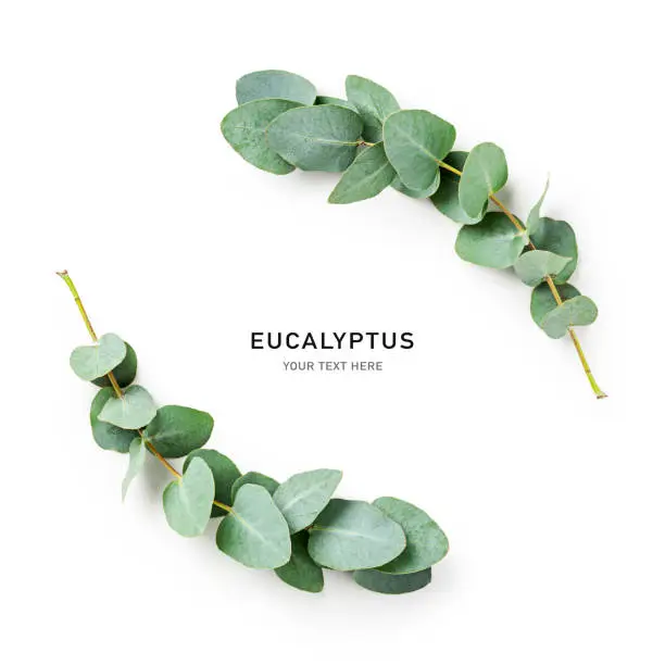 Eucalyptus branch and leaves creative layout isolated on white background. Top view, flat lay. Wreath frame, floral design element