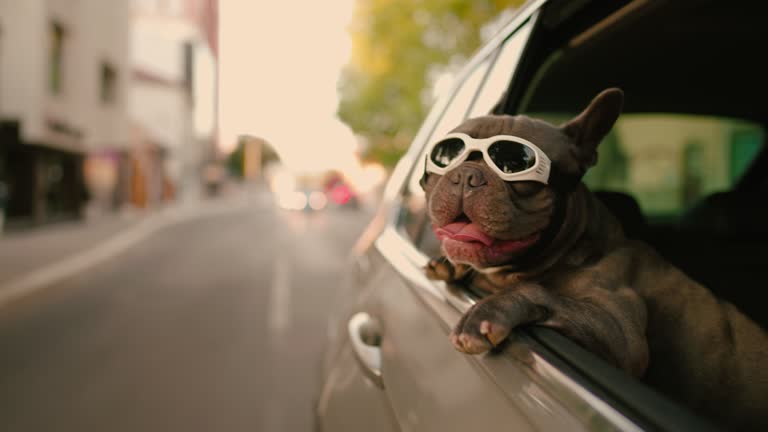 Bulldog Prancis biru dengan kacamata hitam pelindung menikmati perjalanan mobil dengan pemiliknya