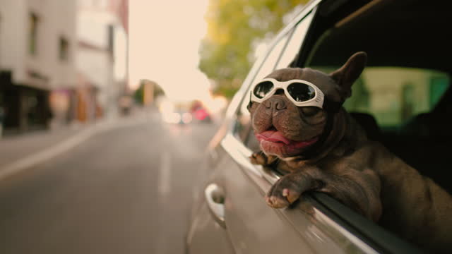 Blue French bulldog with protective sunglasses enjoying car ride with its owner