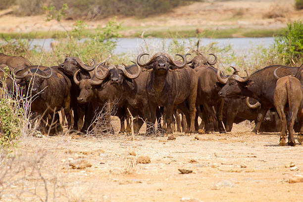 il bufalo africano - mashatu game reserve foto e immagini stock