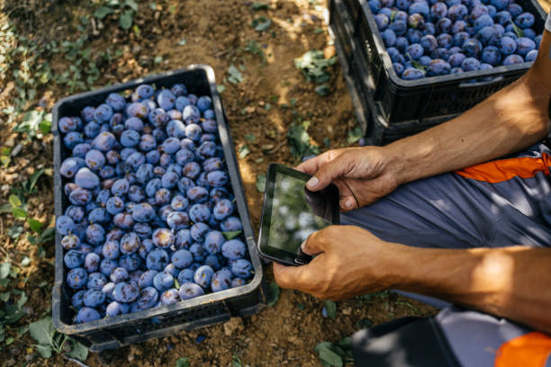 istock Crate of plum 1334473623