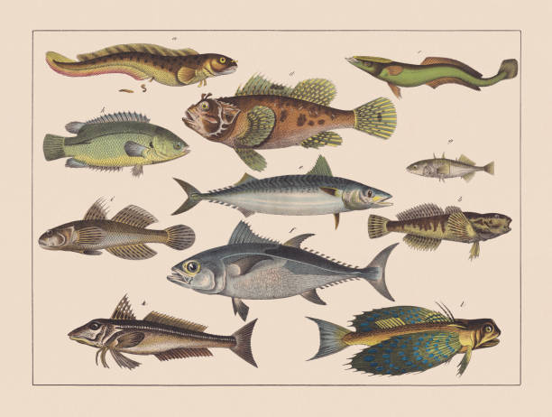 Ray-finned fishes (Gadiformes), hand-colored chromolithograph, published in 1882 Ray-finned fishes (Gadiformes): a) Viviparous eelpout (Zoarces viviparus); b) European bullhead (Cottus gobio); c) Live sharksucker (Echeneis naucrates); d) Scorpionfish (Scorpaena scrofa); e) Atlantic mackerel (Scomber scombrus); f)  Atlantic bluefin tuna (Thunnus thynnus); g) Three-spined stickleback (Gasterosteus aculeatus); h) Climbing perch (Anabas testudineus); i) Black goby (Gobius niger). Chromolithograph, published in 1882. freshwater illustrations stock illustrations