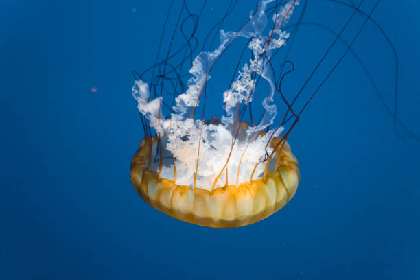 istock Pacific Sea Nettle jellyfish floating gracefully against a deep blue background 1334474477