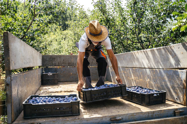 A farmer picks a plum