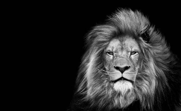 re leone isolato su nero, ritratto fauna selvatica animale singolo - lion africa undomesticated cat portrait foto e immagini stock
