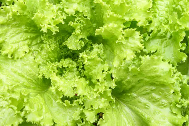 Photo of Beaded lettuce (Lactuca sativa var. Crispa)