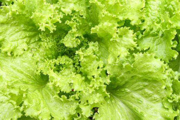 beaded lettuce (lactuca sativa var. crispa) - lollo bionda lettuce imagens e fotografias de stock