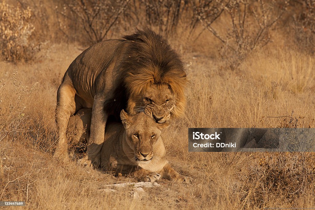 Mating Of Lions Stock Photo - Download Image Now - Animals Mating, Lion -  Feline, Africa - iStock