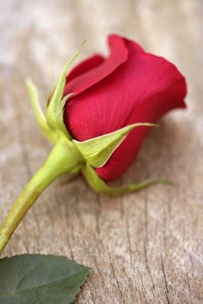istock Red rose over old aged teak wood 1334477281
