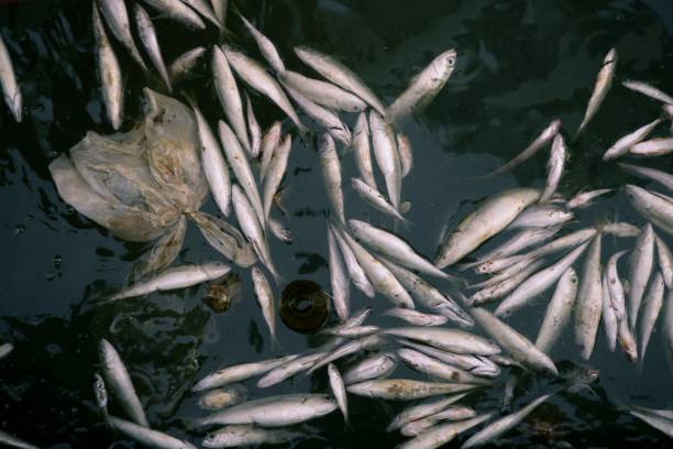 погибла рыба в загрязненной морской воде, загрязнение - fish protection стоковые фото и изображения