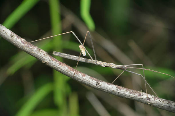 istock Stick Bug, Barce fraterna, Satara, Maharashtra, India 1334478331