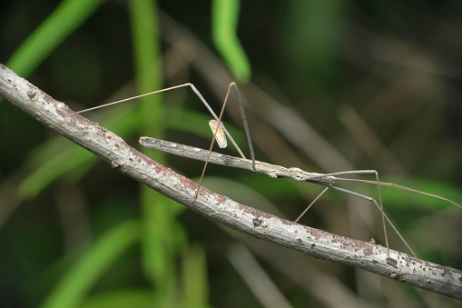 Stick Bug, Barce fraterna, Satara, Maharashtra, India