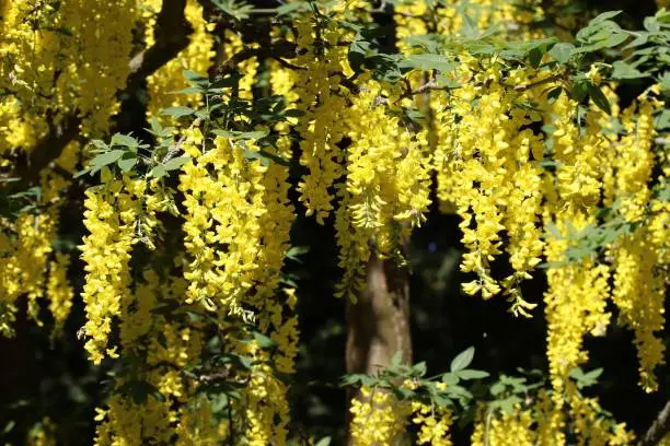 Golden chain tree - laburnum. Tree species in Europe. Laburnum blossom in late spring in Germany.