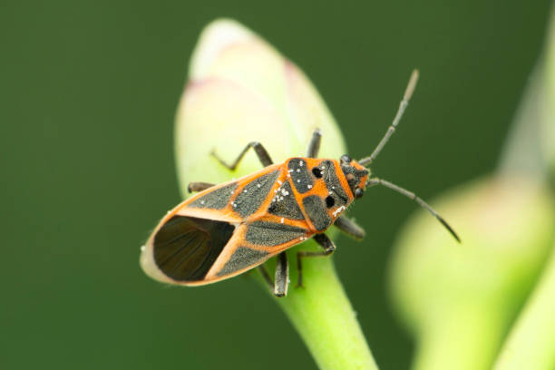 istock Boxelder bug insect, Boisea trivittata, Satara, Maharashtra, India 1334478387