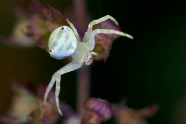 istock White Crab Spider, Thomisus spectabilis, Satara, Maharashtra, India 1334478476