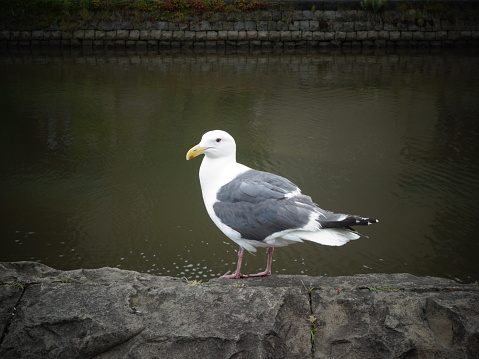 Black tailed gull standing on rock river embankment in Otaru, Japan