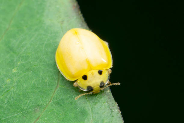 istock Lady bird beetle, Harmonia axyridis, satara maharshtra india 1334478638
