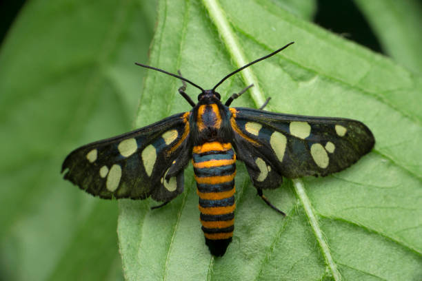 istock Wasp  moth, Amata huebneri, Satara, Maharashtra, India 1334478652