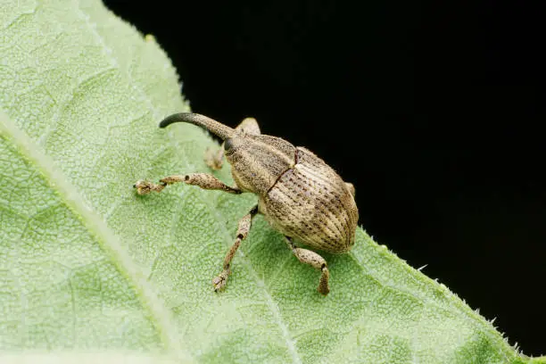 Side view of Elephant weevil , Orthorhinus cylindrirostri, Satara, Maharashtra, India