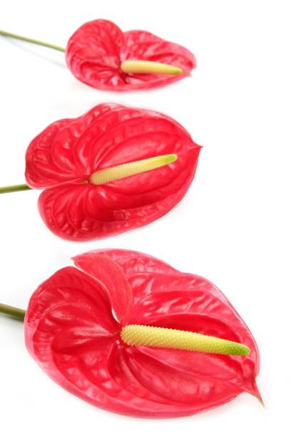 istock Anthurium exotic beautiful red flower still 1334479939
