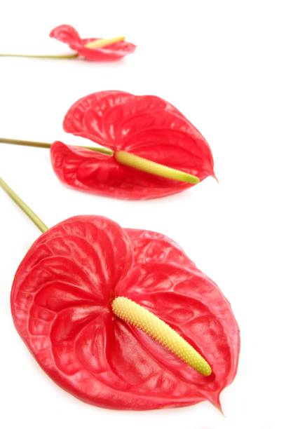 istock Anthurium exotic beautiful red flower still 1334480109