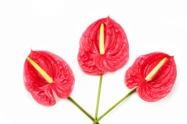 istock Anthurium exotic beautiful red flower still 1334480664