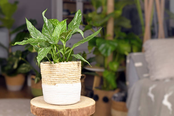 istock Tropical 'Spathiphyllum Diamond Variegata' houseplant 1334481254