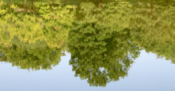 istock Beauty of the Reflections 1334481384